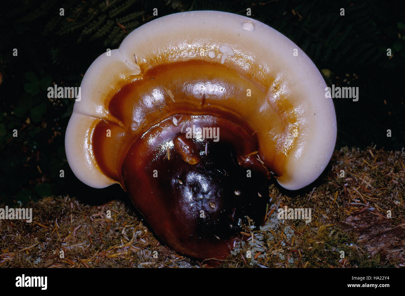 olympicnps 17137324580 mushroom polypore large NPS Photo Stock Photo ...