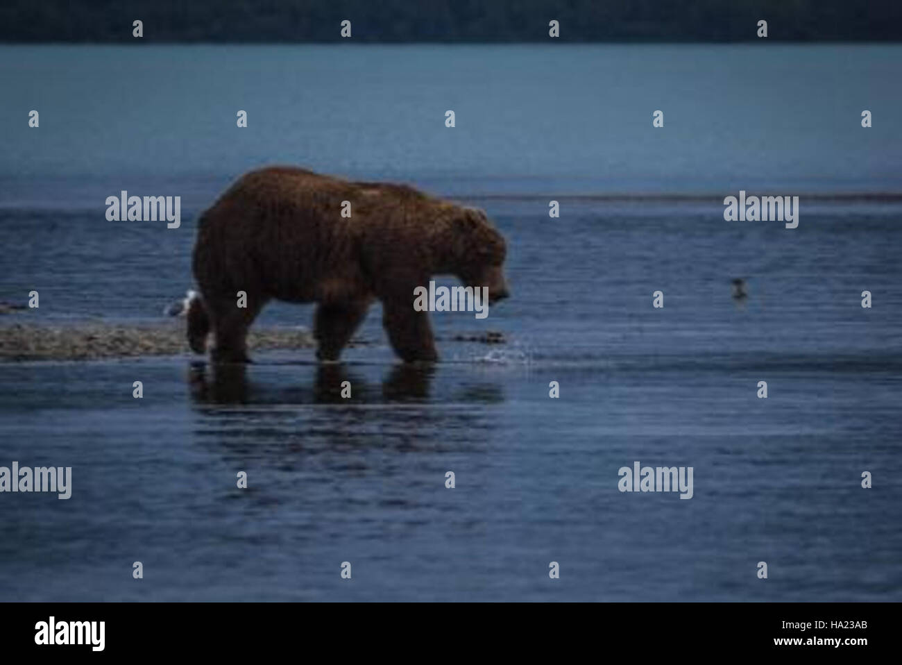 Ranger Daniel, a park ranger at Katmai National Park, demonstrates the ...