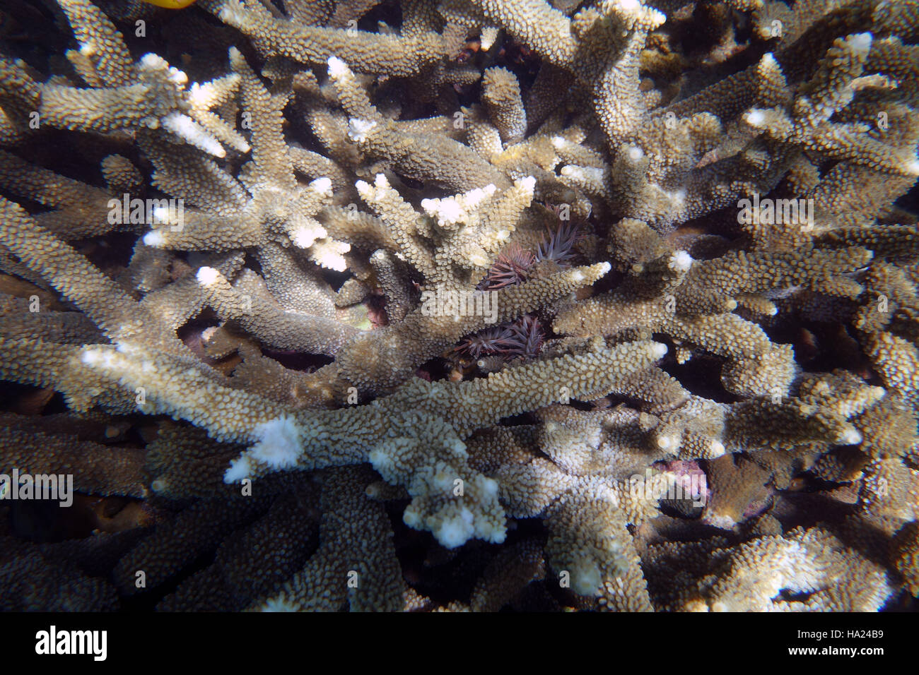 Spot the COTS: coral-eating crown-of-thorns starfish (Acanthaster planci) hiding in Acropora thicket, Fitzroy Island, Great Barrier Reef, Queensland, Stock Photo