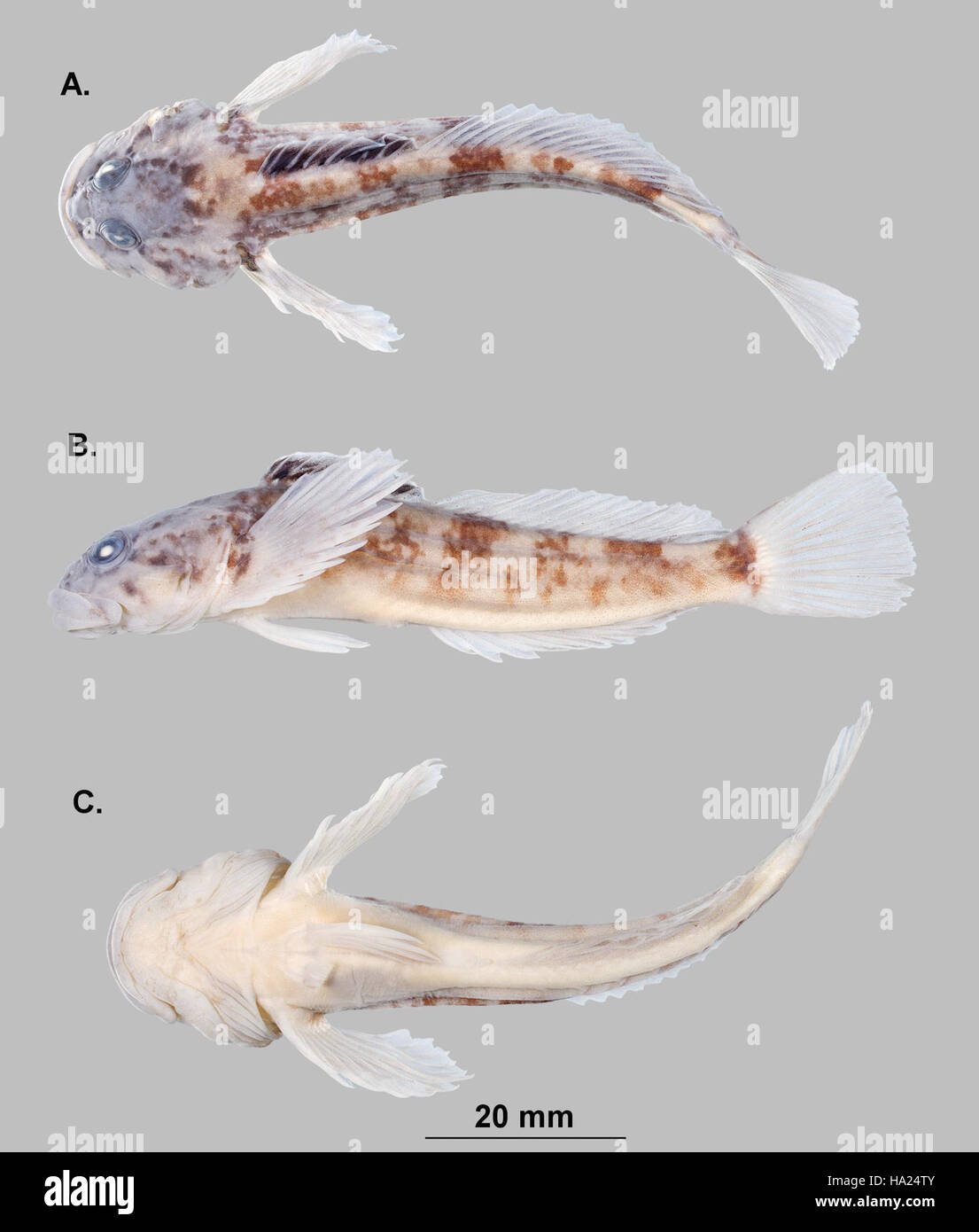 Freshwater sculpin hi-res stock photography and images - Alamy