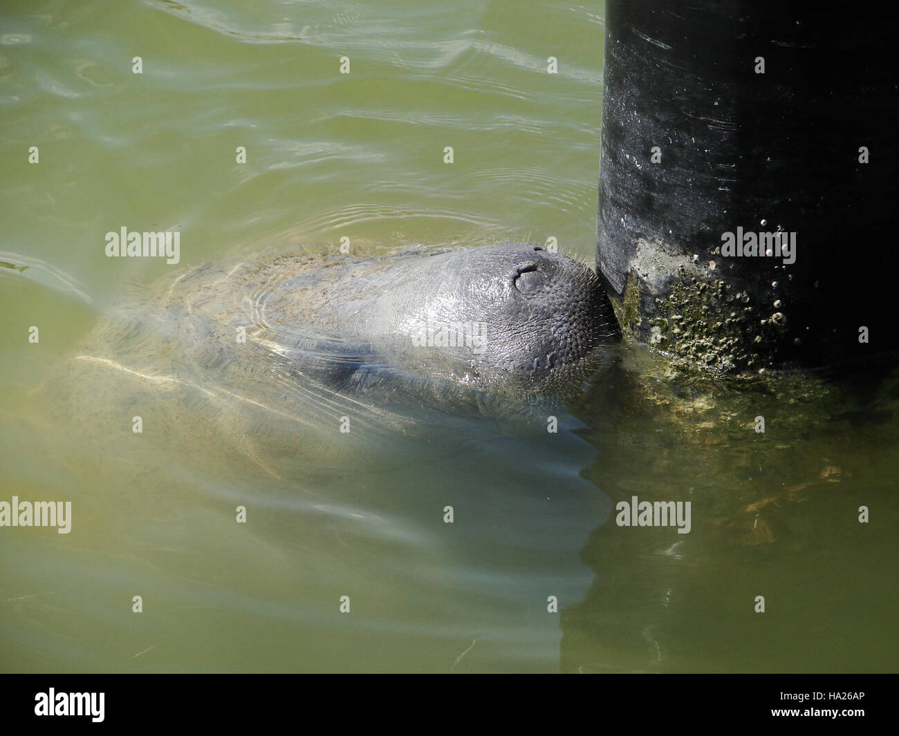 evergladesnps 9257868284 Manatee Flamingo Marina (3), NPSPhoto, A.Danneker 2009 Stock Photo