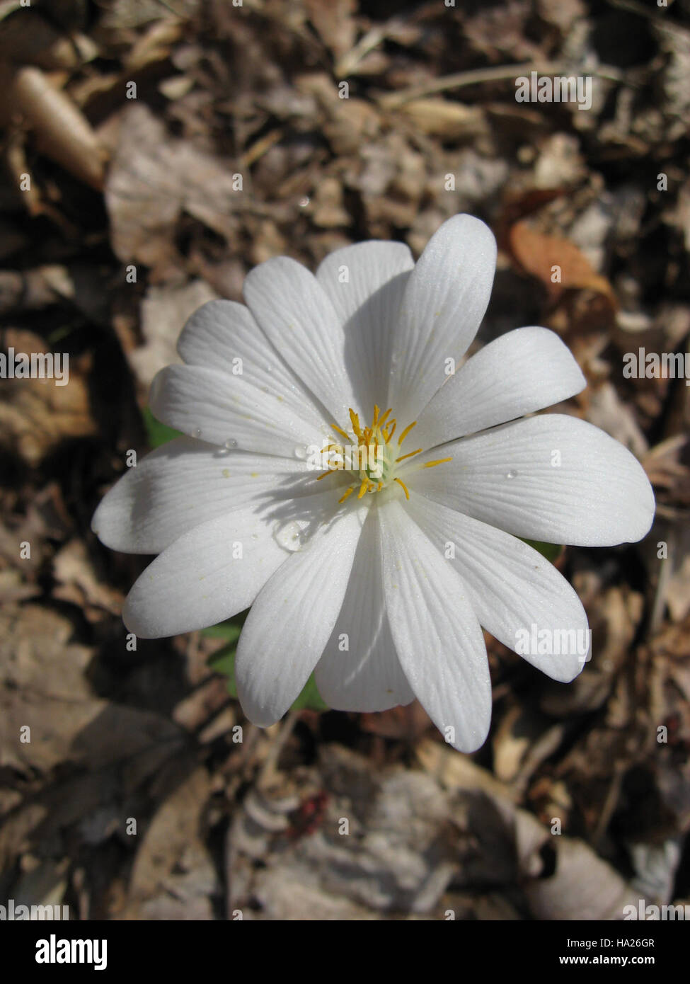 Bloodroot, a perennial flowering plant, blooms in early spring in ...