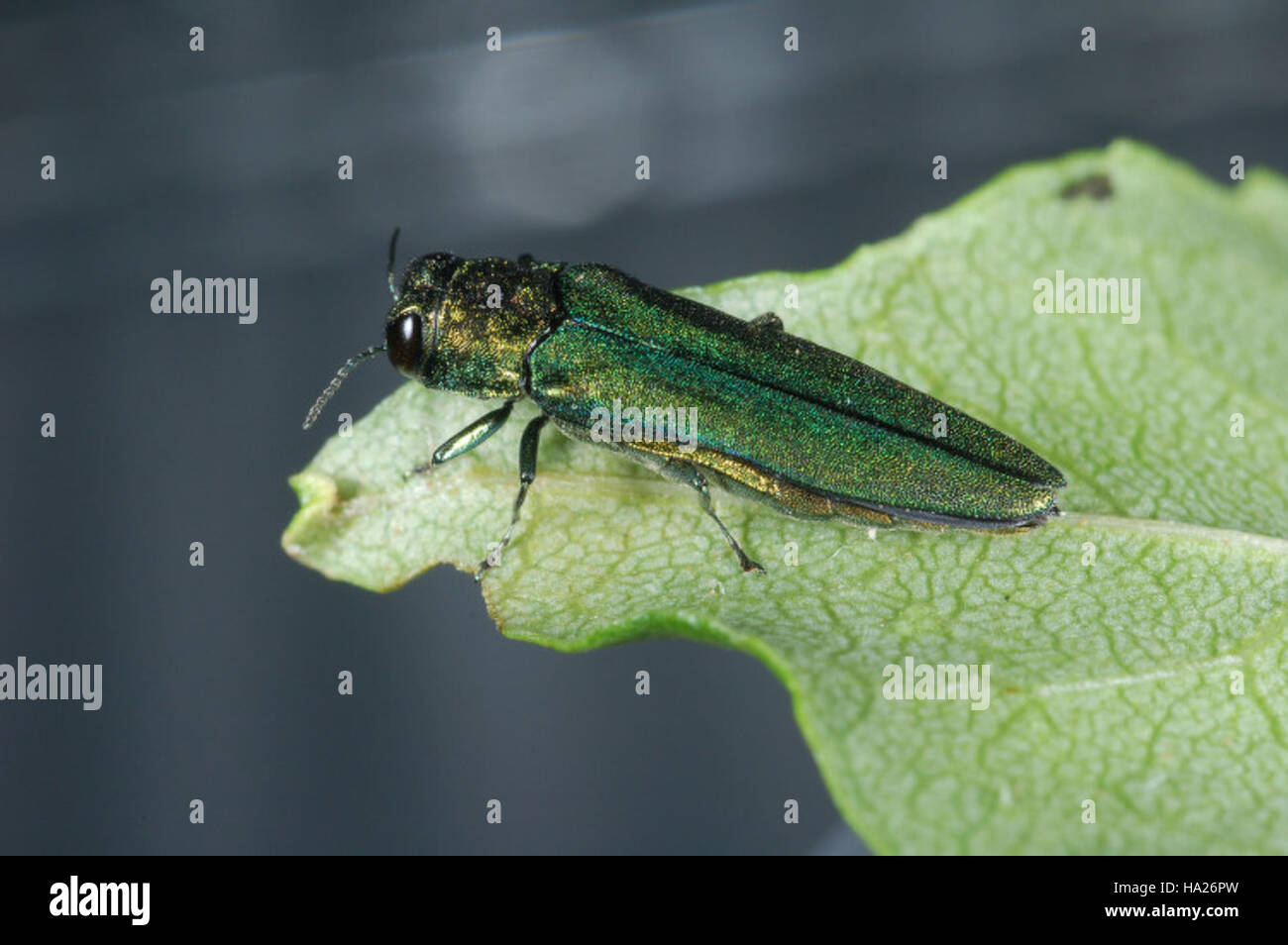 Ash tree emerald ash borer hi-res stock photography and images - Alamy