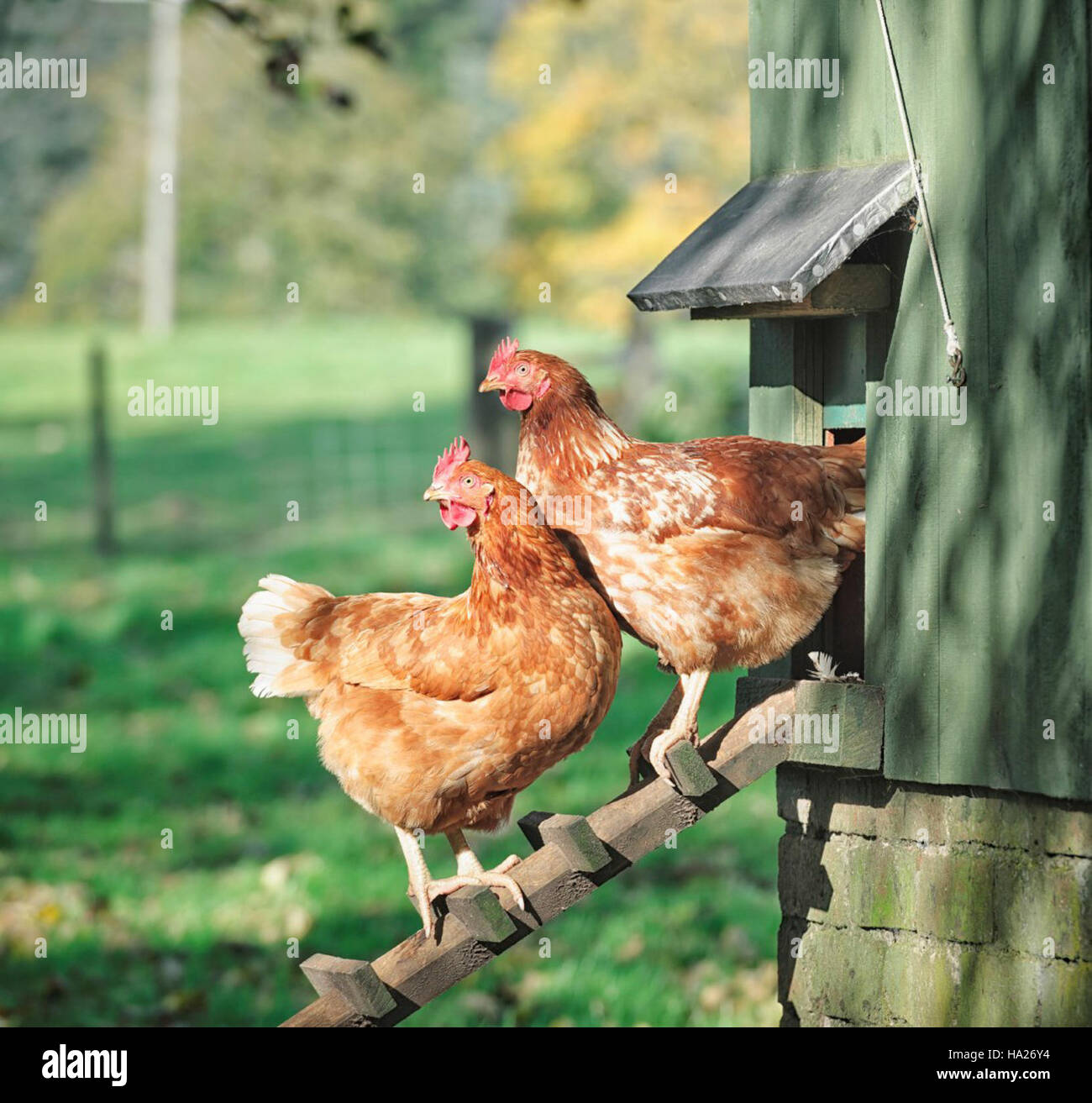 The image depicts hens outside in a natural environment, showcasing the ...