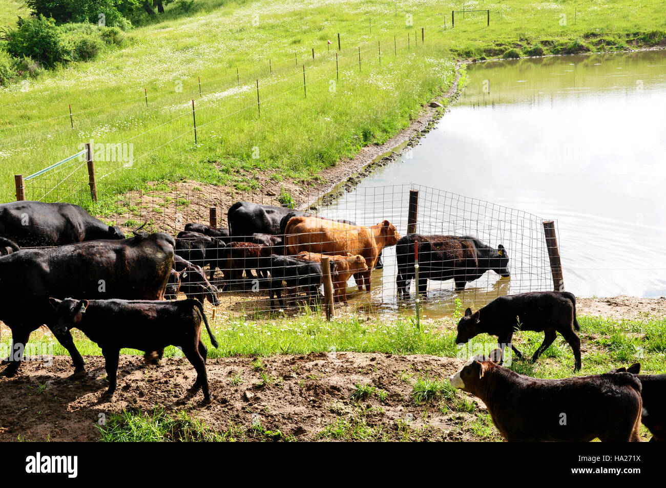 Cows and calves grazing on Ryan Collins' farm, located within a ...