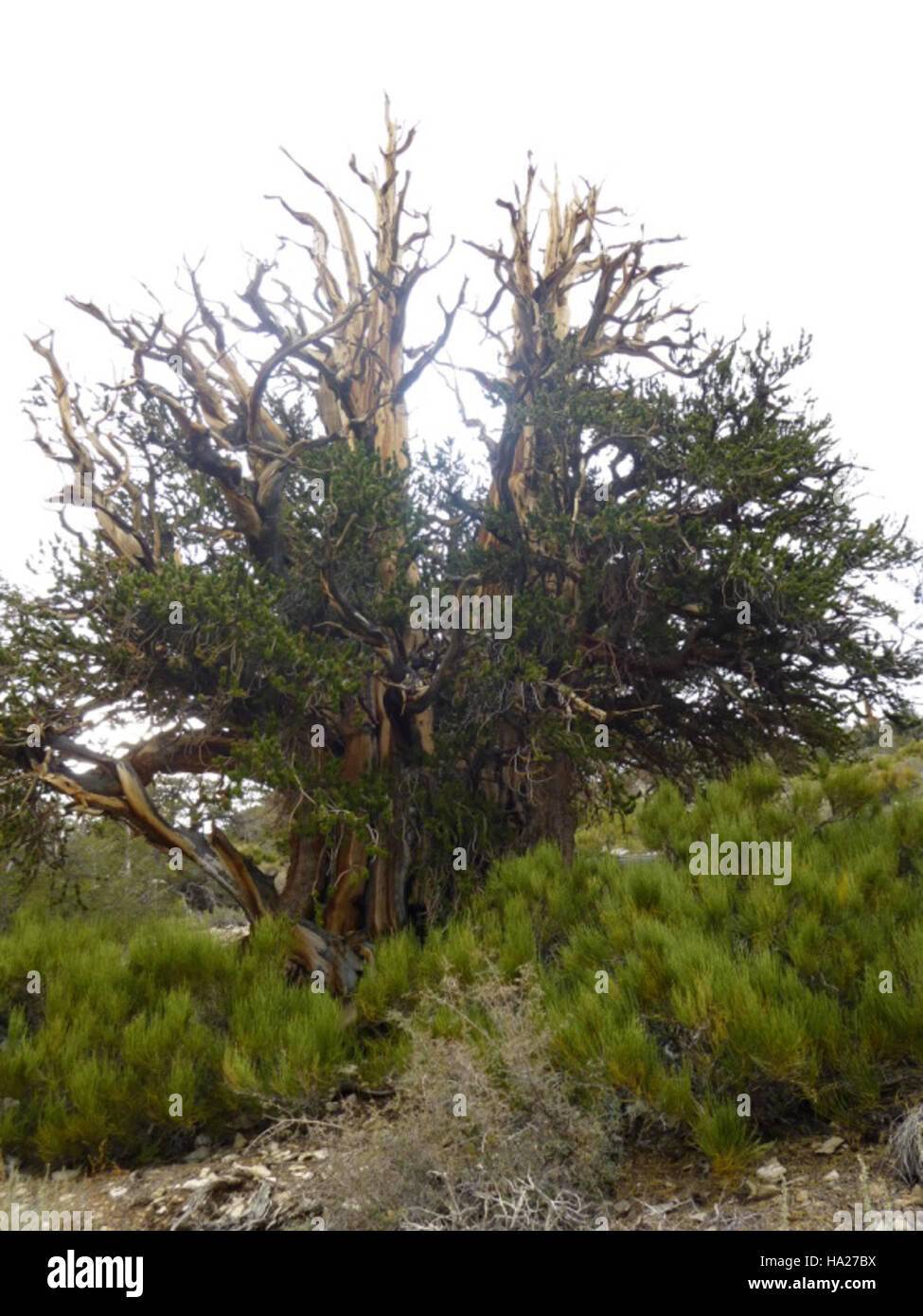 Bethany Bristlecone Pine tree located in a national park represents the ...