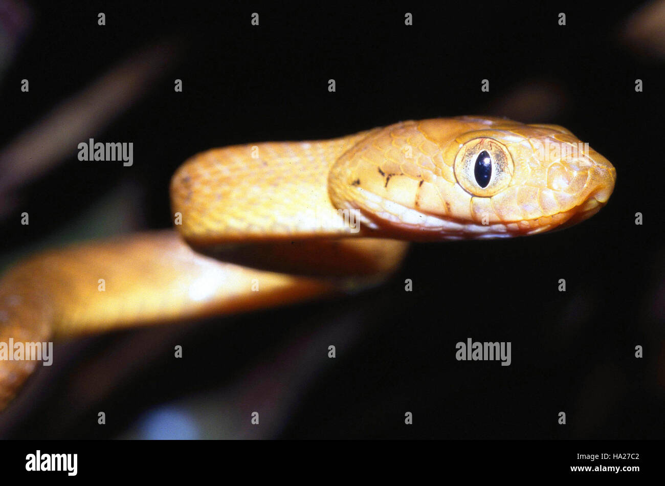 Brown Tree Snake Guam