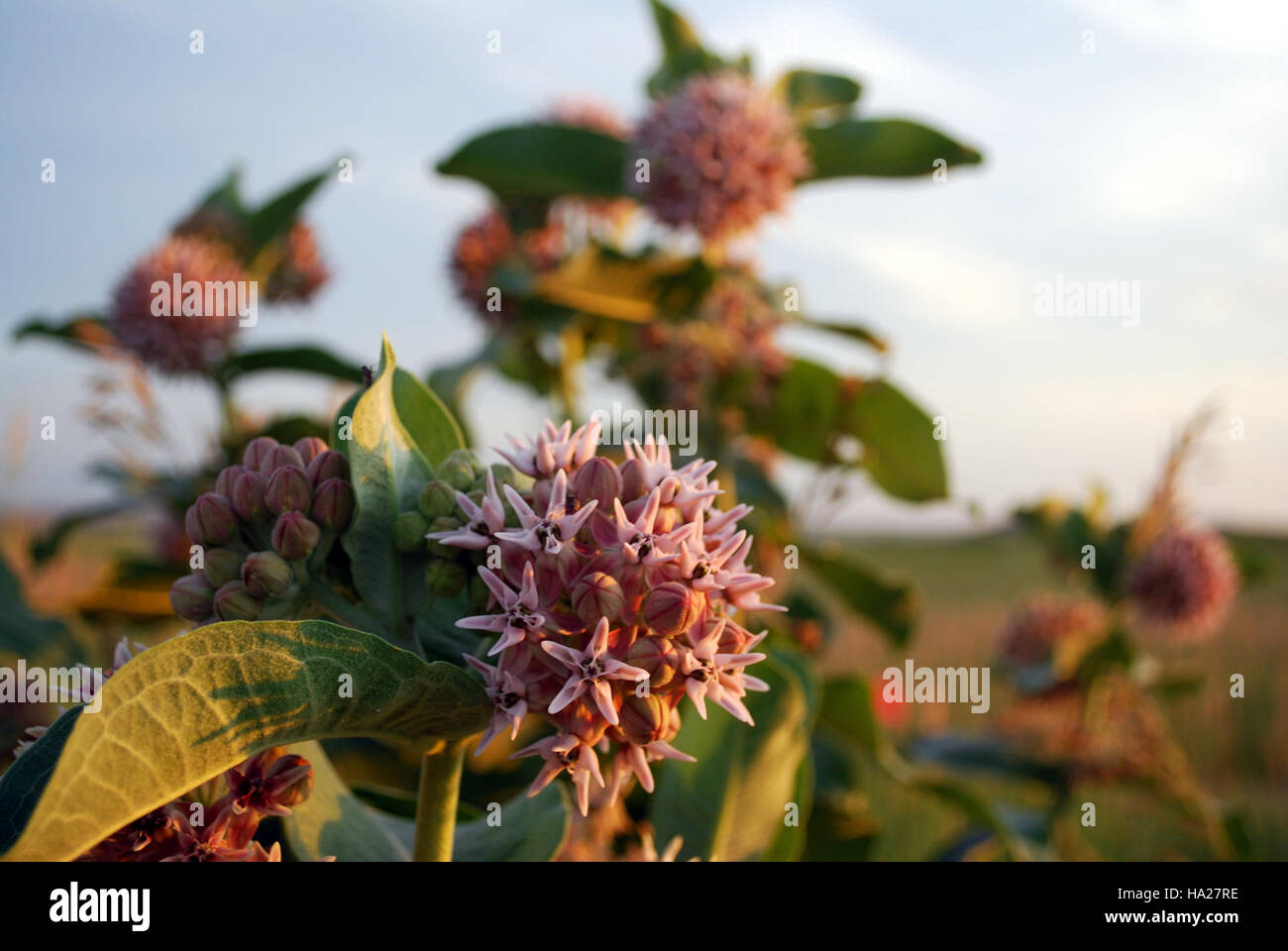 The Showy Milkweed, a native plant species found in Badlands National Park, plays a key role in local ecosystems by providing habitat for pollinators like bees and butterflies. Stock Photo