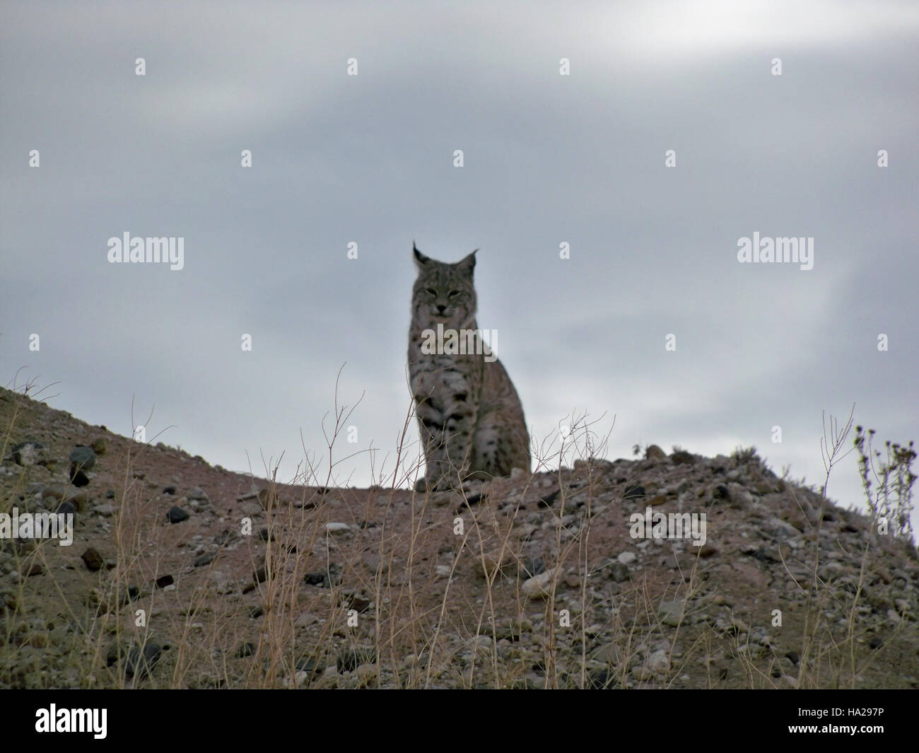 This image captures a bobcat in Badlands National Park, emphasizing the ...