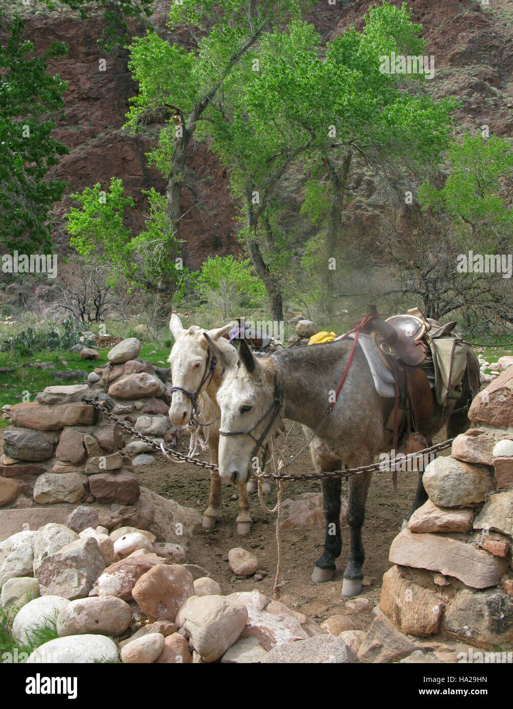 The image showcases Phantom Ranch in the Grand Canyon with mules in the ...