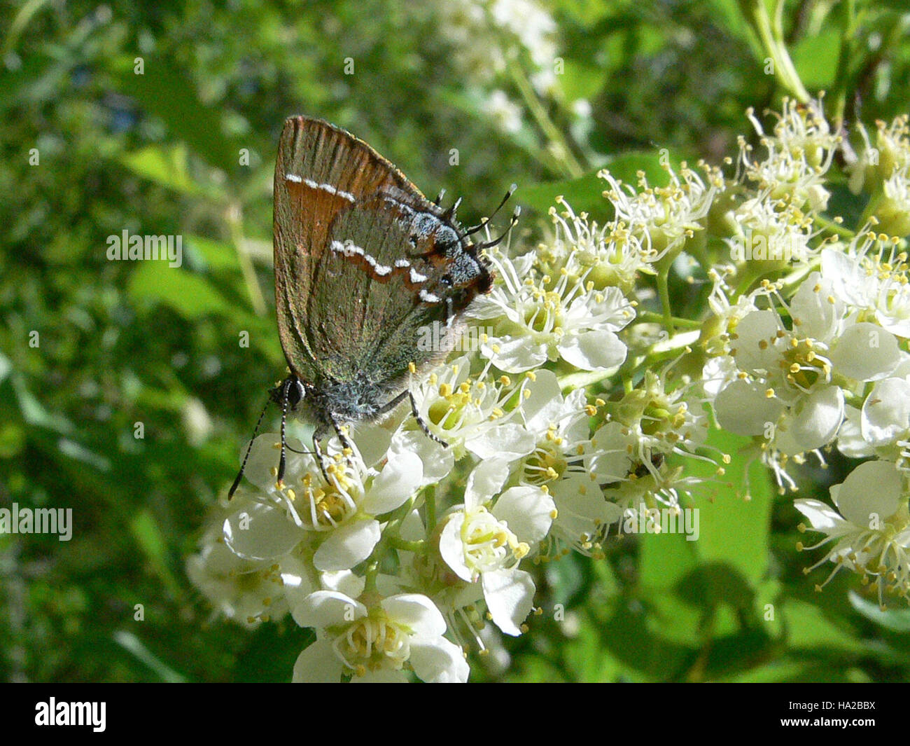 bandeliernps 4840747011 Juniper Hairstreak on Chokecherry Stock Photo