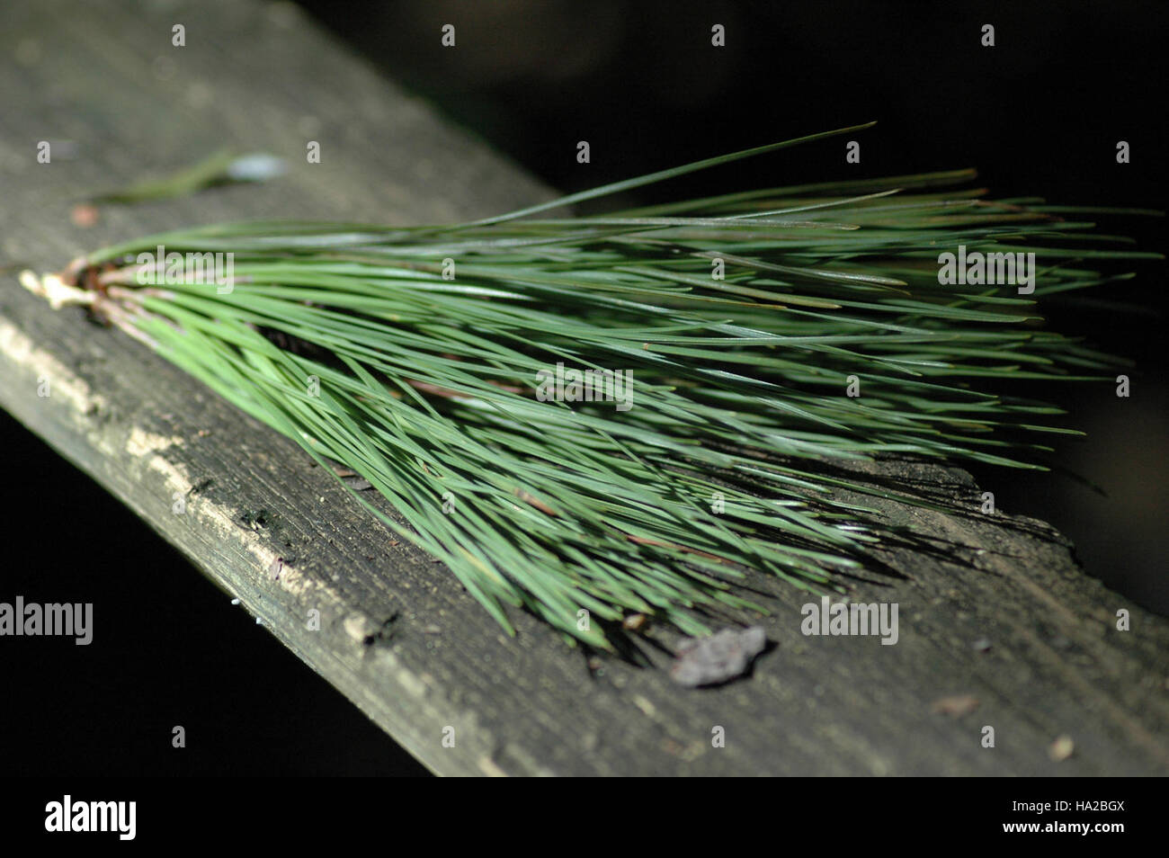 Loblolly pine needles hires stock photography and images Alamy