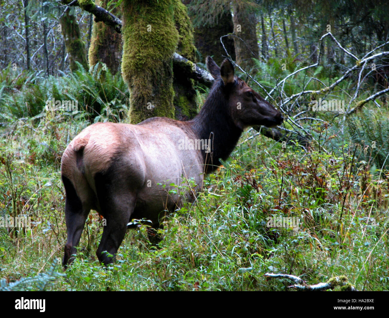This photograph captures a cow elk in the Hoh Rainforest, Olympic ...
