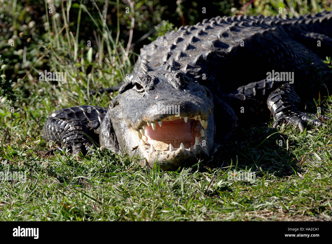 evergladesnps 9099206703 Alligator TEETH, NPSPhoto, R. Cammauf Stock Photo