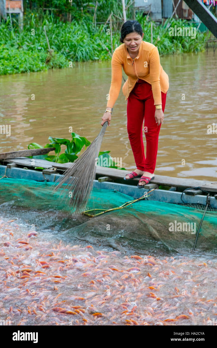 Tilapia Farm, Aquaculture, Mekong River, Vietnam, Asia Stock Photo