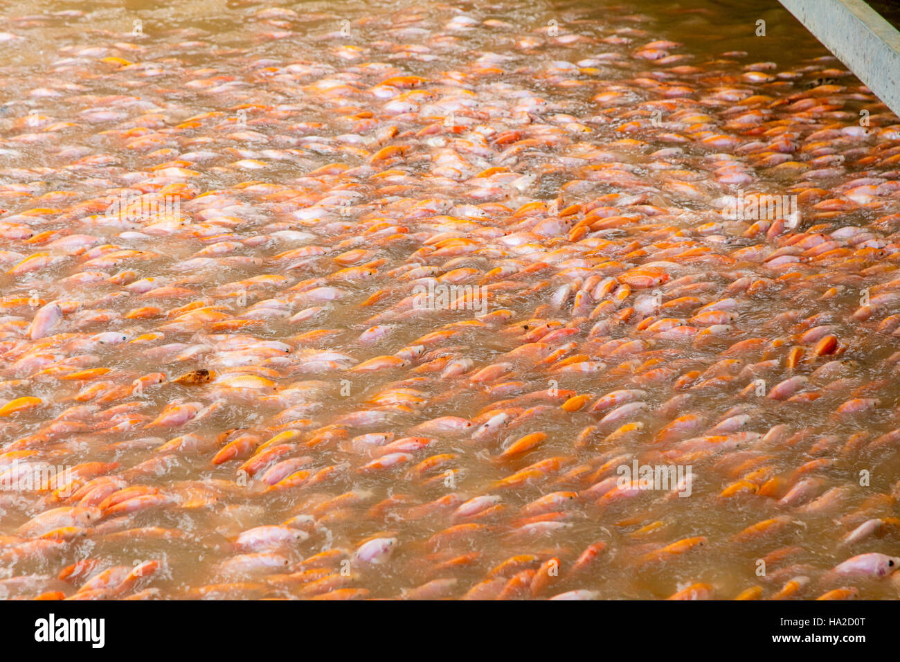 Tilapia Fish Farming