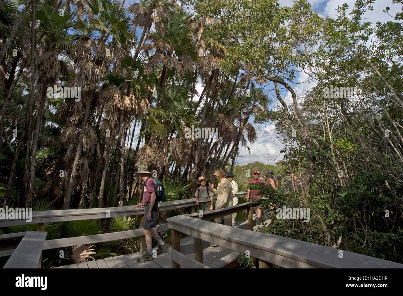 everglades Mahogany Hammock Boardwalk Stock Photo Alamy