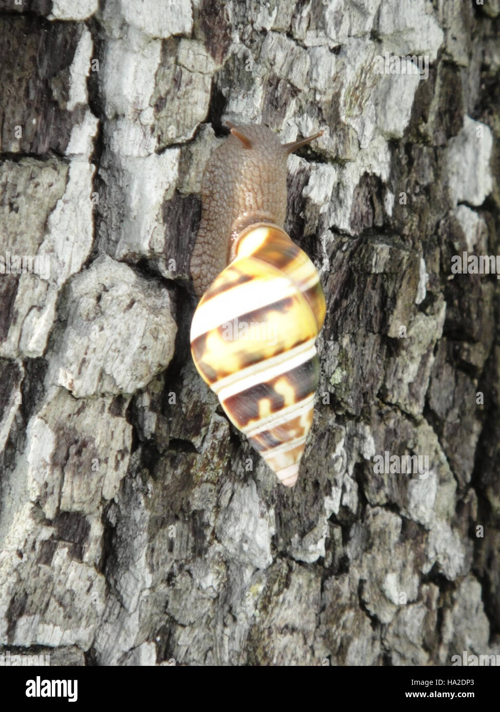 everglades Tree Snail in Summer Stock Photo