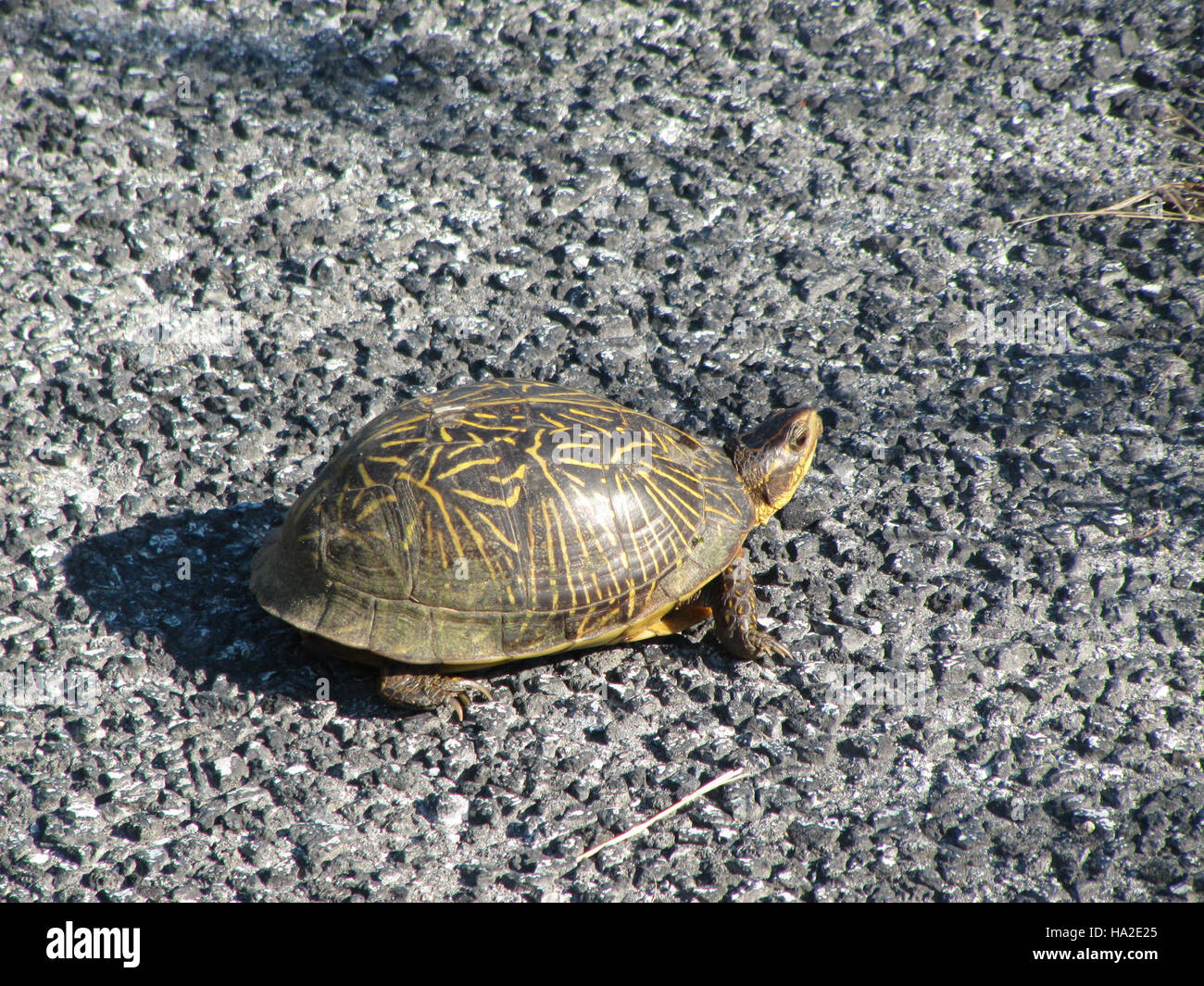 everglades REP Box Turtle Stock Photo