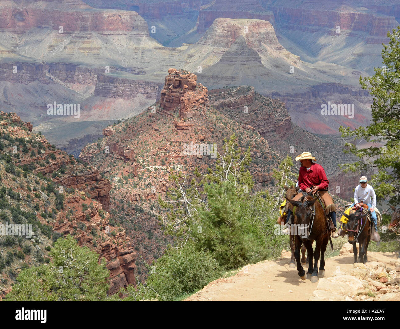 Grand Canyon National Park; Bright Angel Trial; Mule Trip Stock Photo