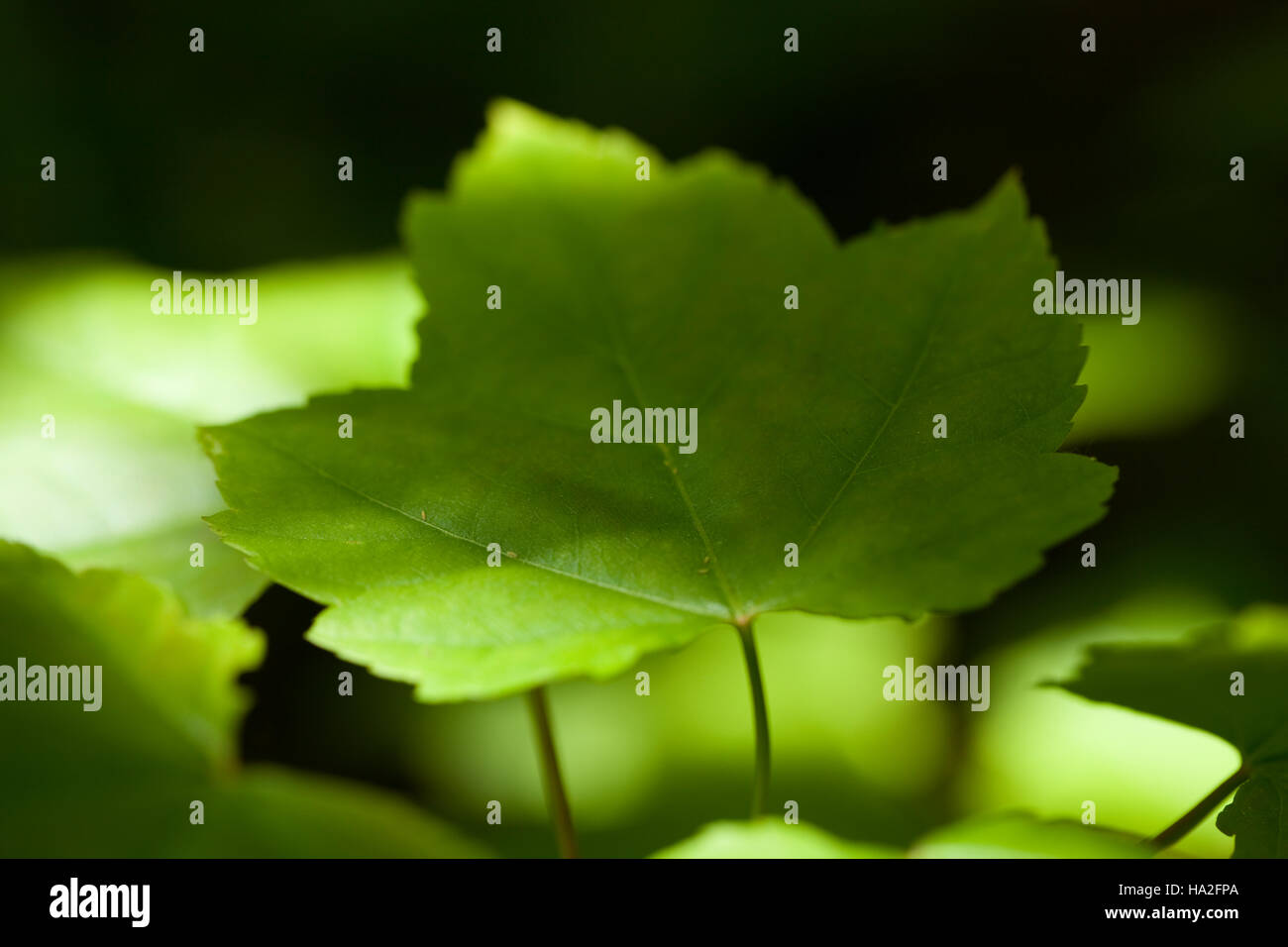 green leaf maple (Acer rubrum) on blurred background Stock Photo