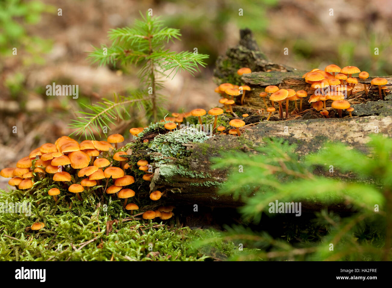 species of agaric fungus (Xeromphalina kauffmanii) on trunk Stock Photo