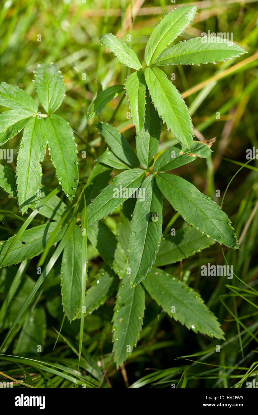 plant with toothed edged divided leaf Stock Photo