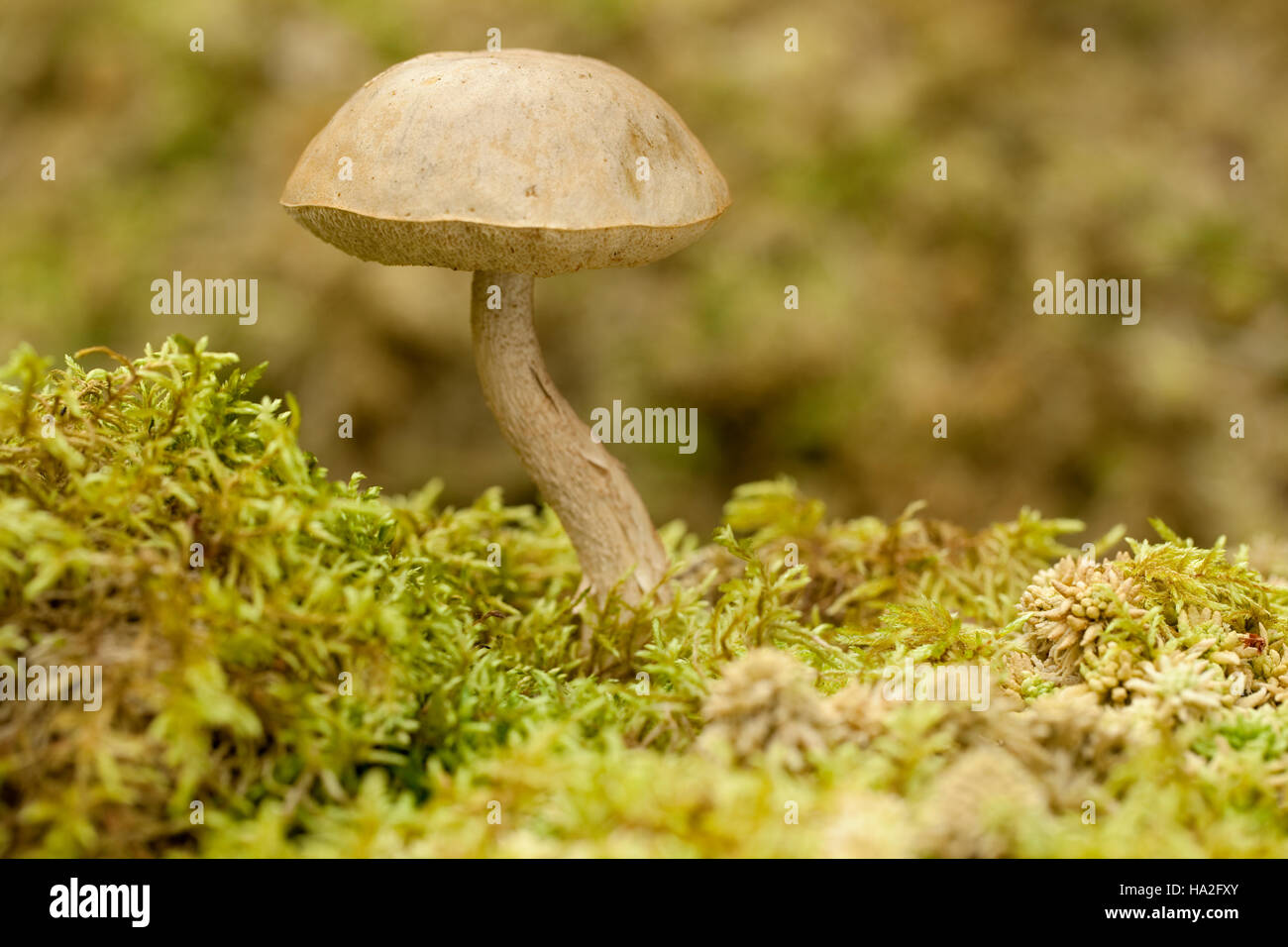 edible mushroom (Leccinum holopus) on green moss Stock Photo