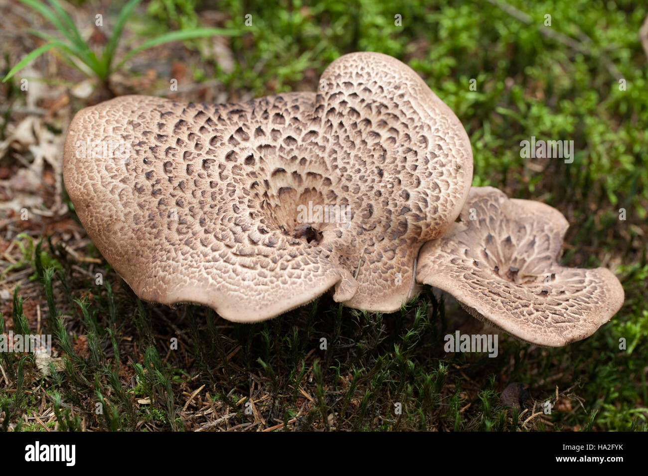 brown edible mushrooms (Sarcodon imbricatus) in forest Stock Photo