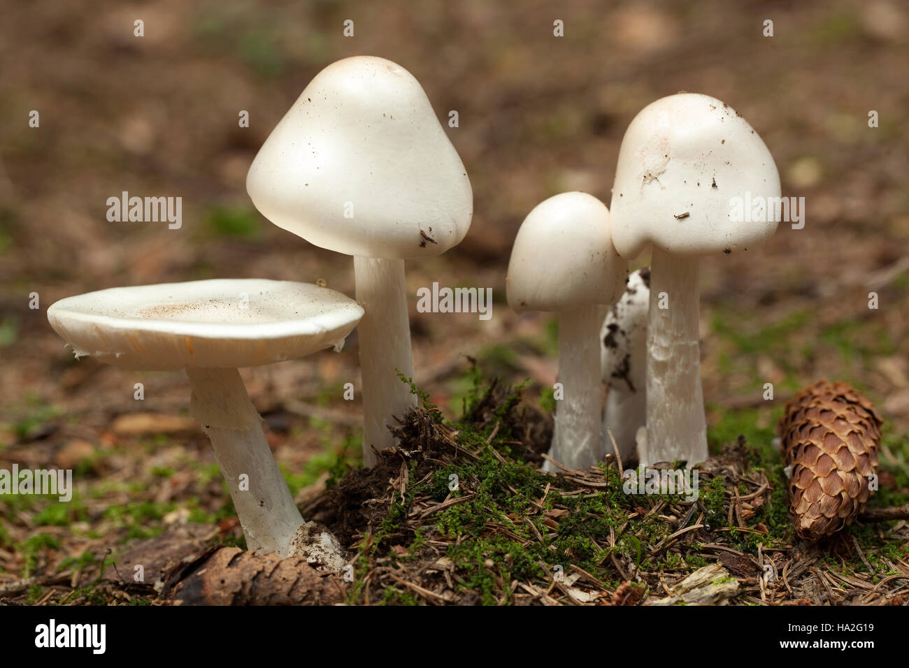 strongly poisonous toadstool (Amanita virosa) in forest Stock Photo