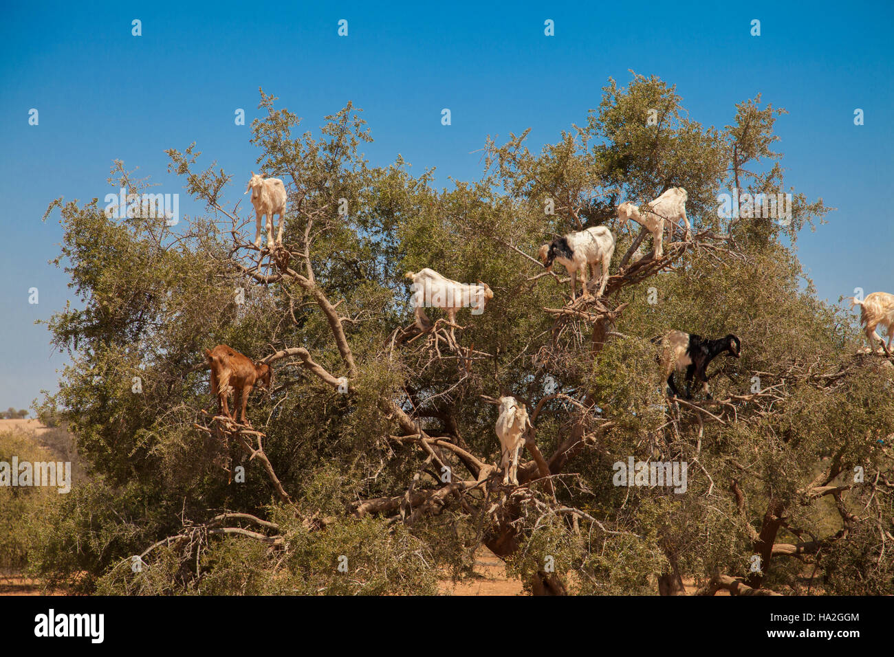 Goats eating Argan nuts on the road between Marrakesh and Essouira Stock Photo
