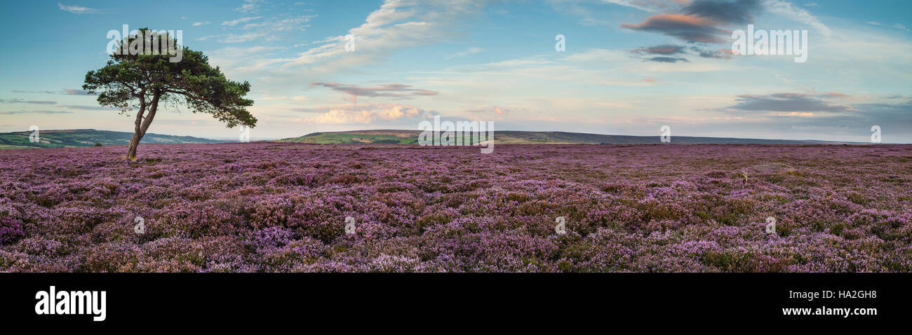 Summer heather on the North York Moors at Egton. Stock Photo