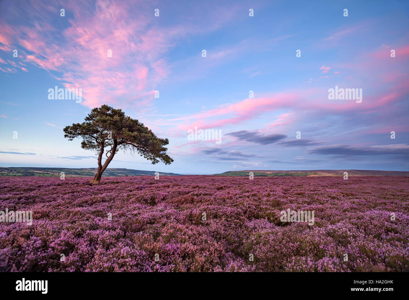 Heather on North York Moors at Egton with isolated tree Stock Photo