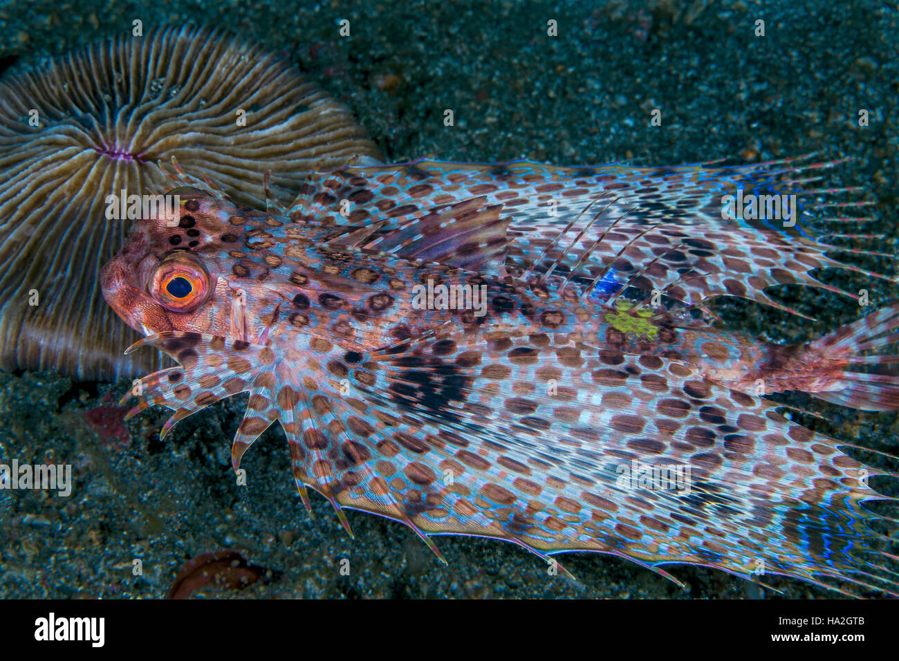 Flying gurnard spreads its pectoral and dorsal fins as it glides across the sea floor. Stock Photo