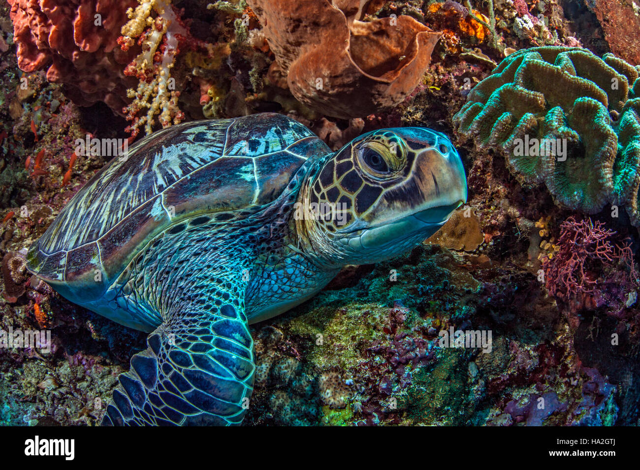 Sea turtle rests inside a large elephant ear sponge on steep wall reef