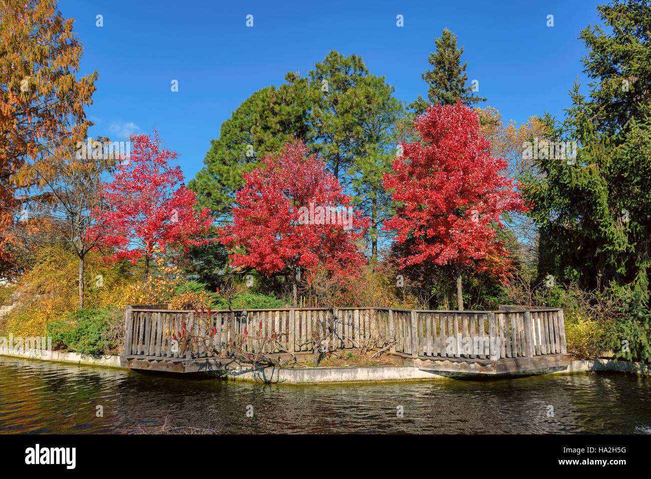 Autumn colored trees Stock Photo