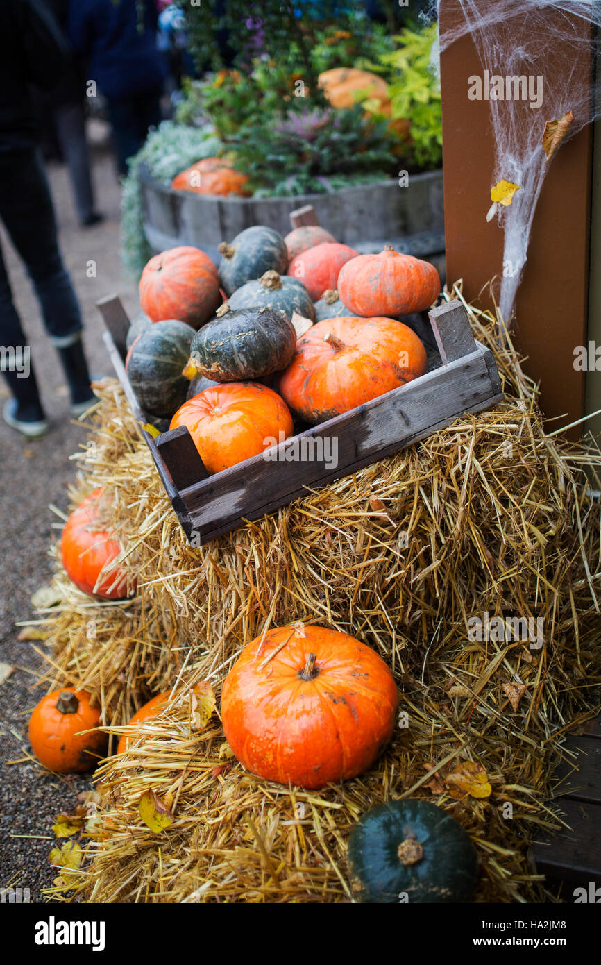 Pumpkins on hay bales Stock Photo Alamy