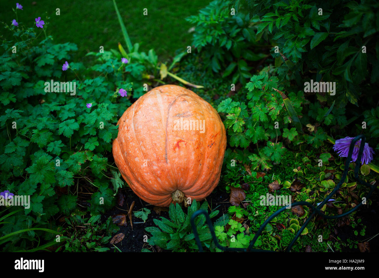 Pumpkin growing in garden Stock Photo - Alamy
