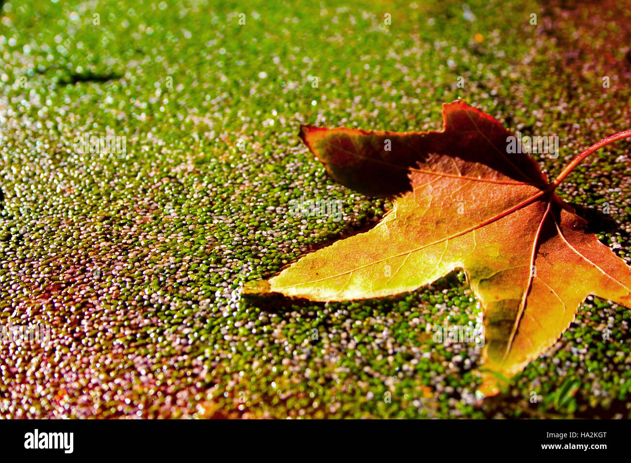 Autumn leaf floating on duckweed Stock Photo