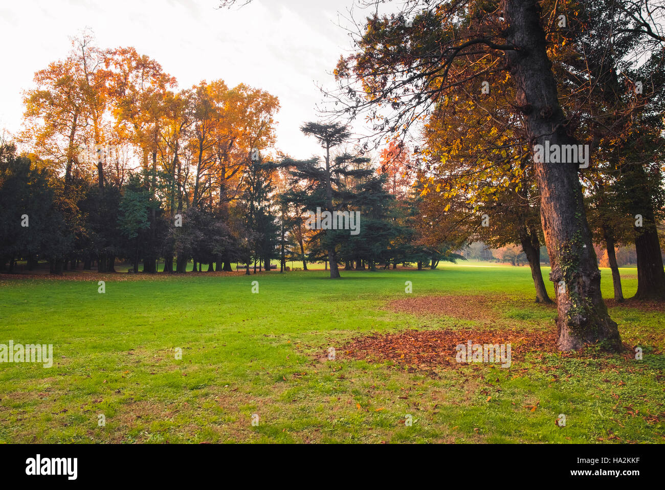 Colorful leaves and trees in a park at autumn at sunset Stock Photo - Alamy