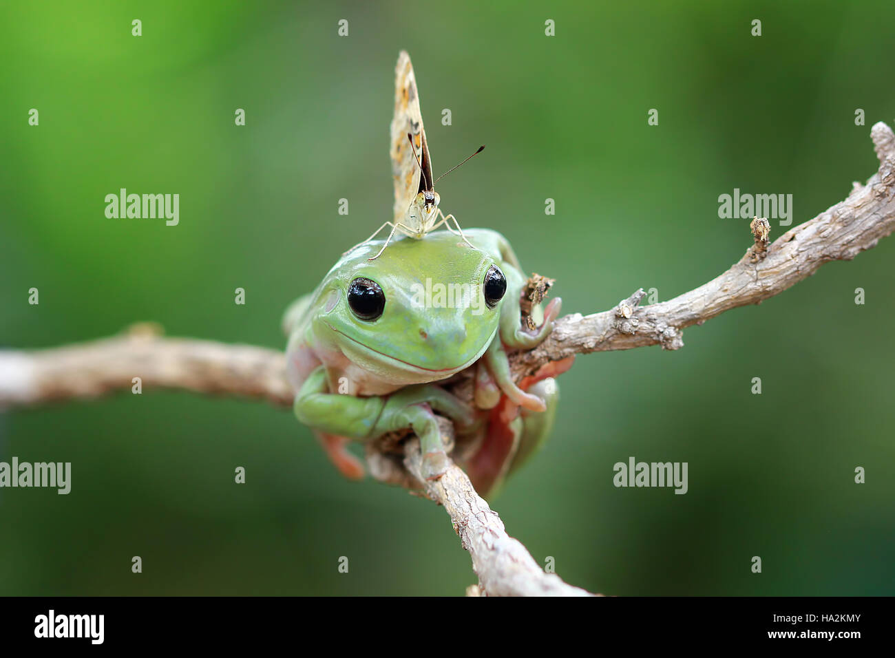 Butterfly sitting on a dumpy tree frog, Indonesia Stock Photo