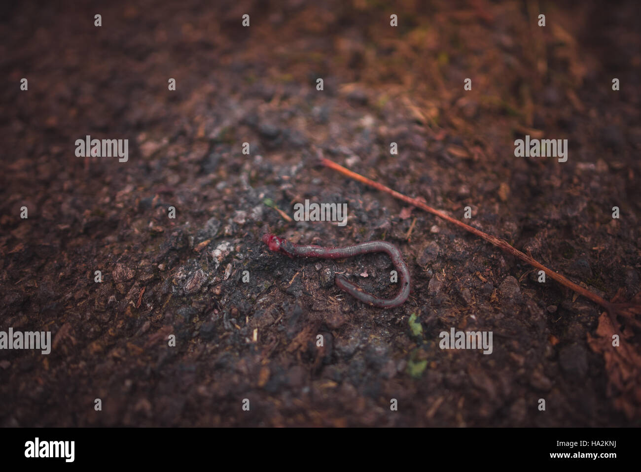 Are Dead Earthworms Bad For Dogs