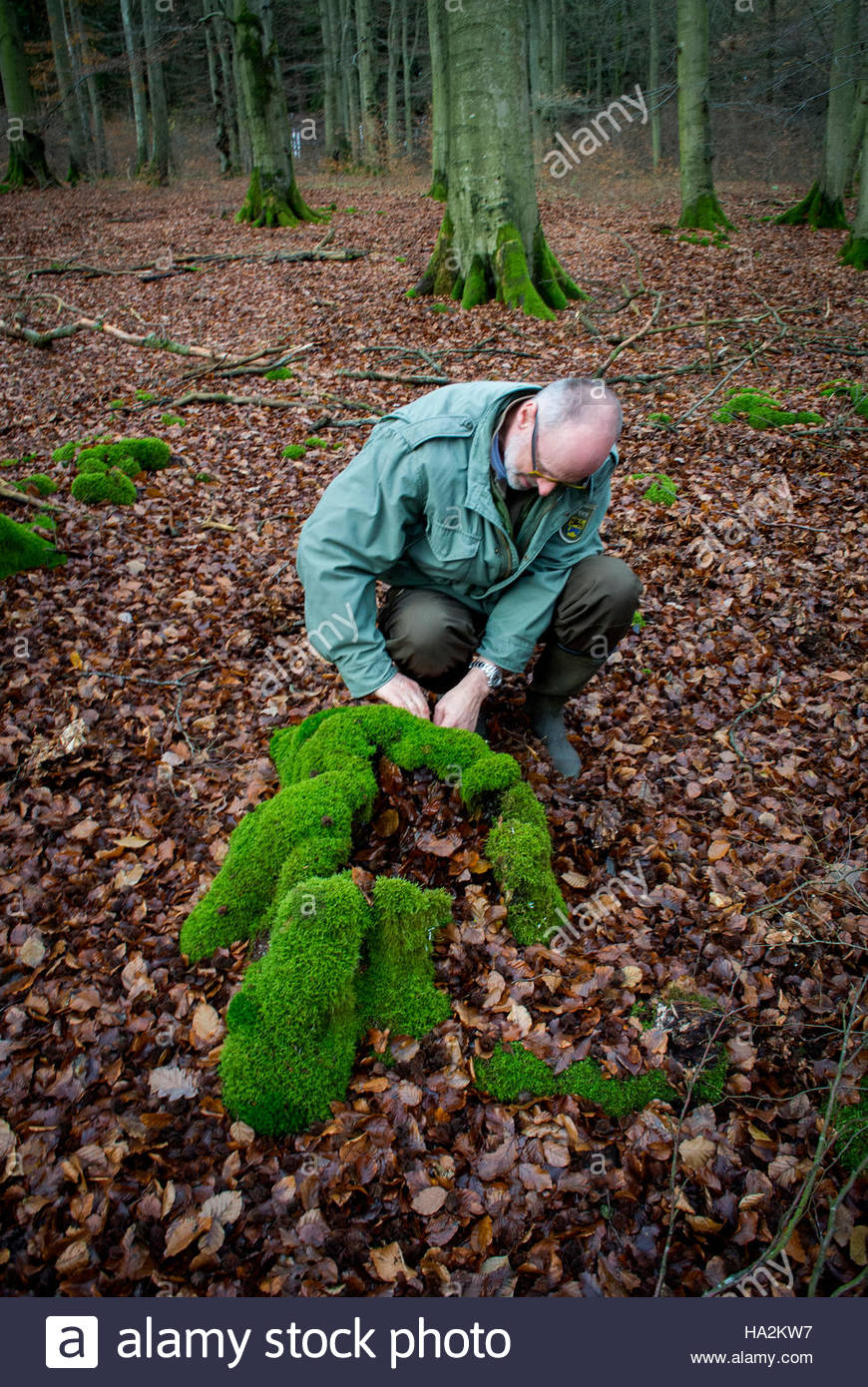 Living Stump Stock Photos & Living Stump Stock Images Alamy