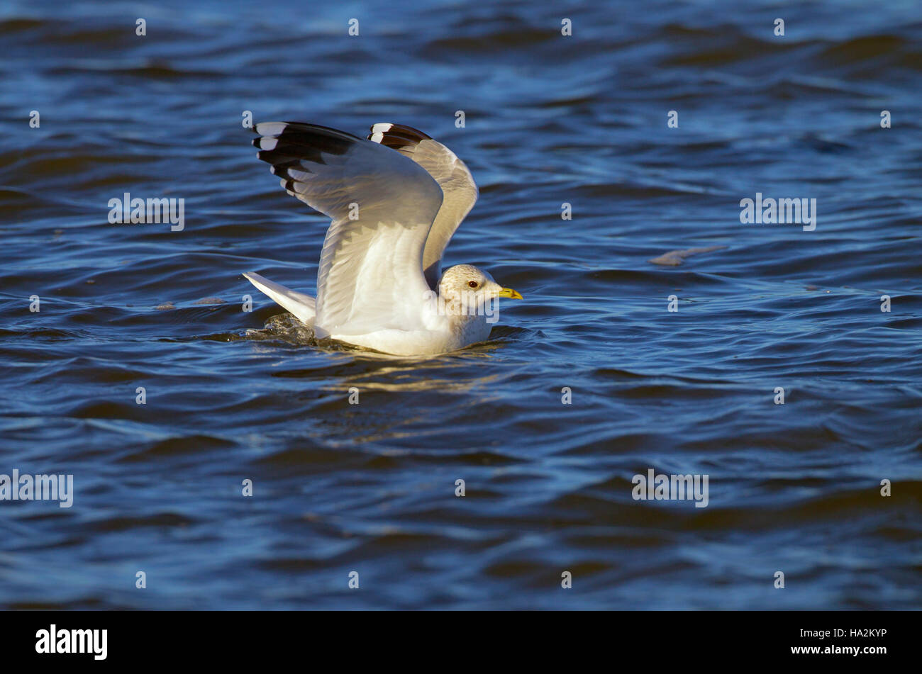 Common Gull Larus canus in flight over coastal creek Winter Norfolk Stock Photo