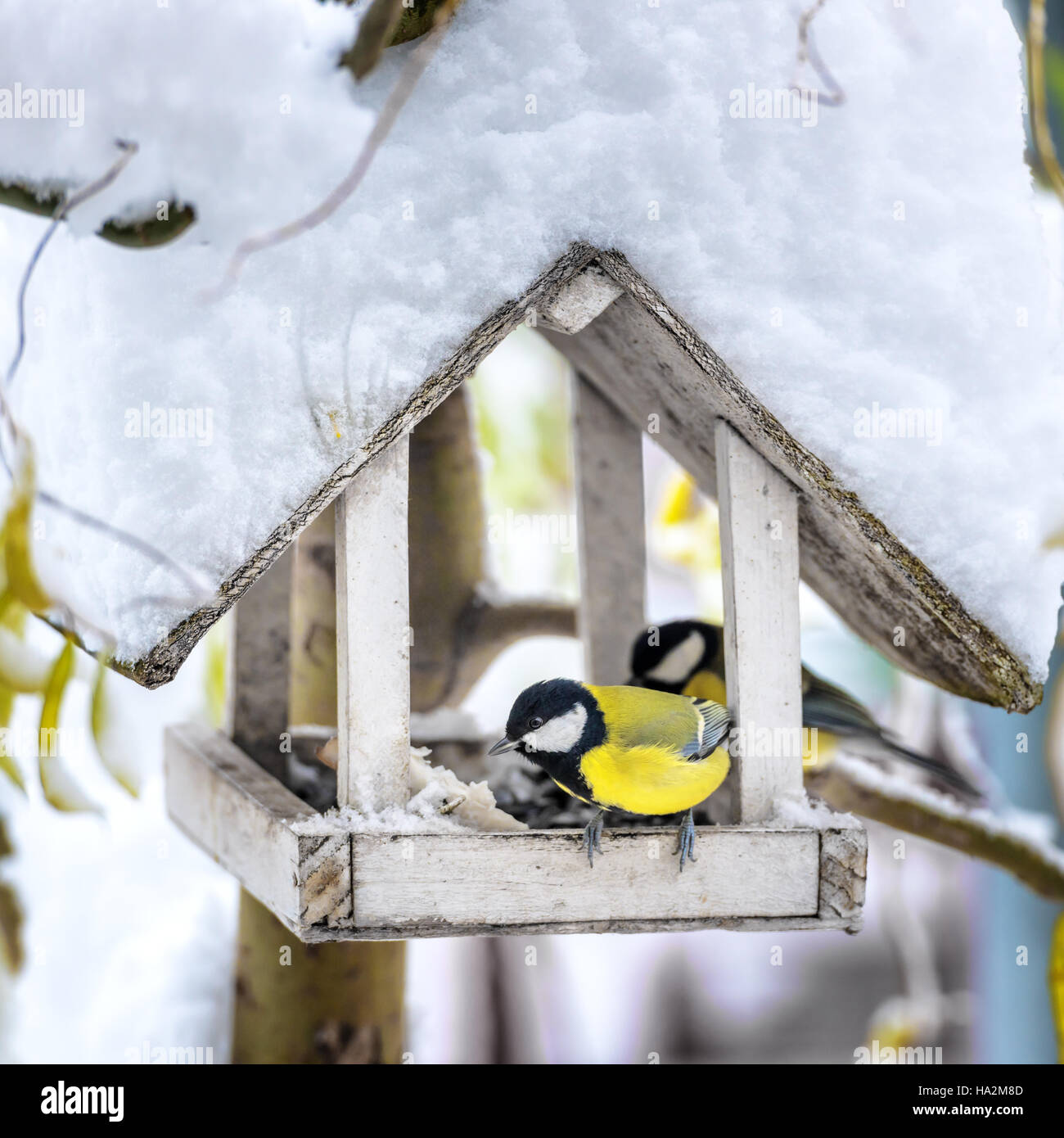 small bird on feedbox close up Stock Photo