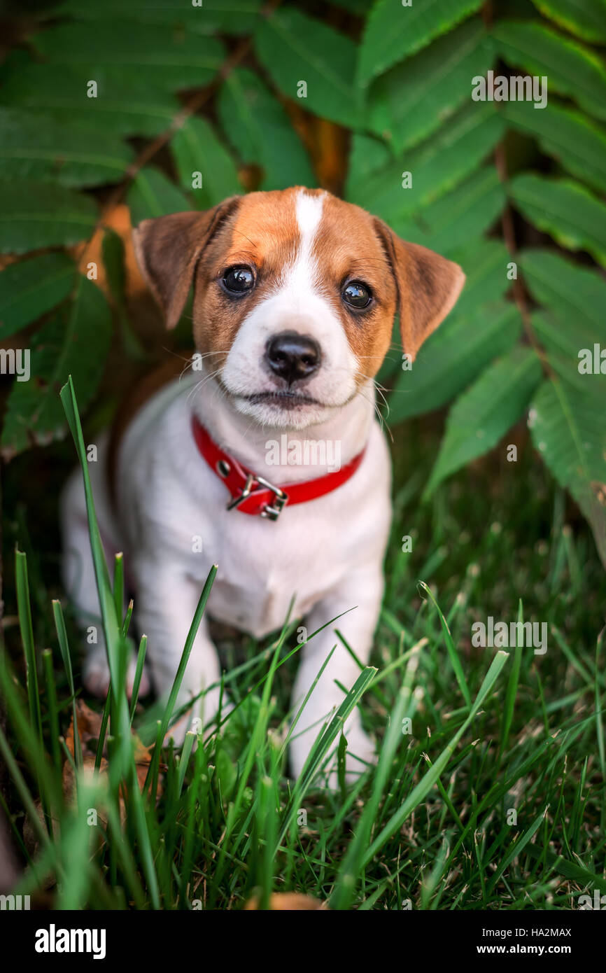 jack russel puppy on green lawn Stock Photo