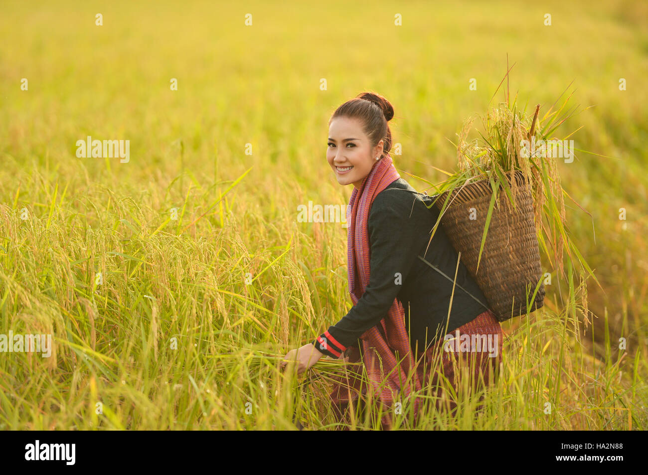 Portrait of a Woman harvesting crop, Thailand Stock Photo