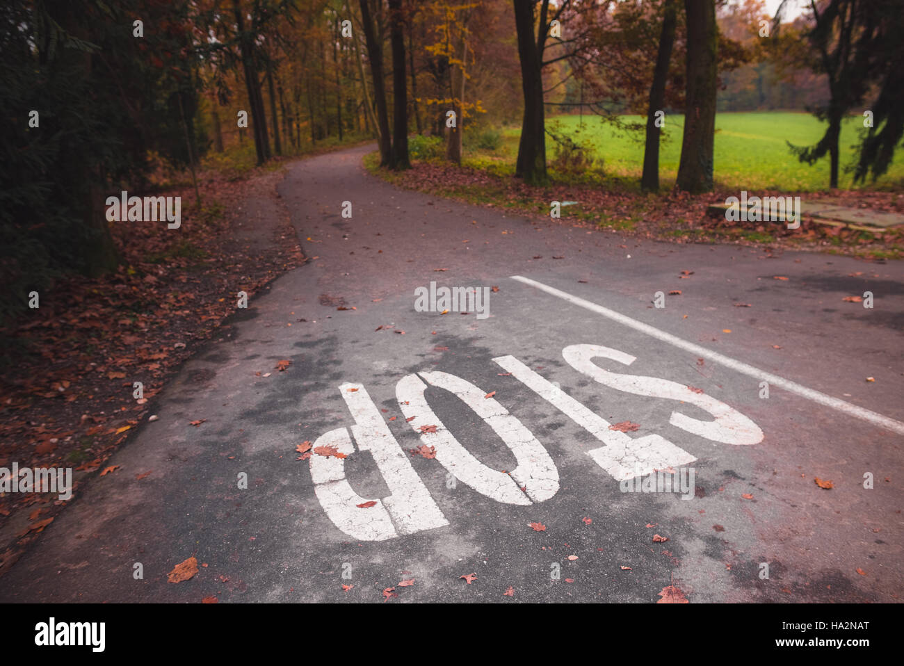 Stop sign painted on a road in a park at autumn Stock Photo