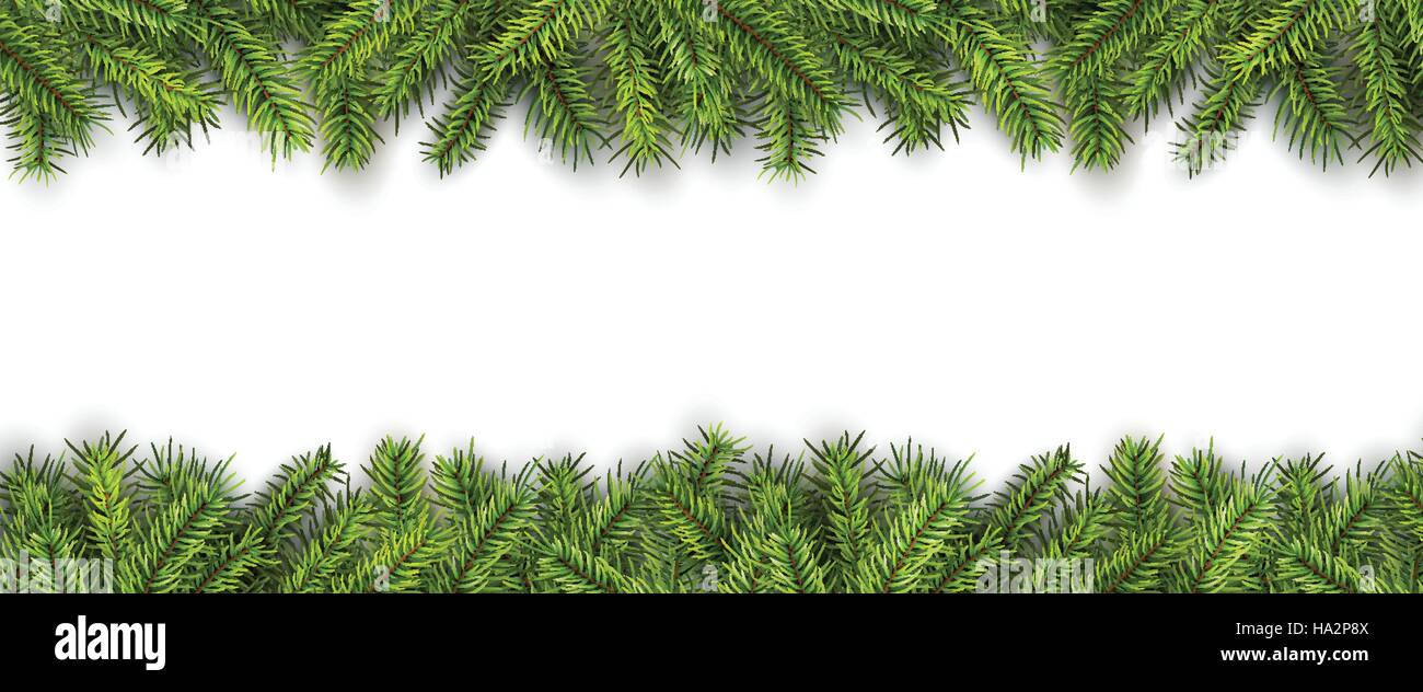 Christmas background green pine tree branches on white, realistic ...