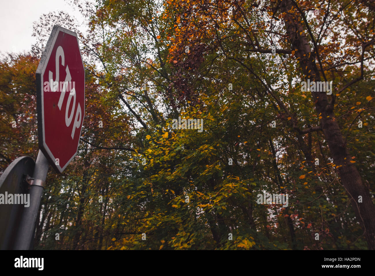 Stop sign in a tree hi-res stock photography and images - Alamy